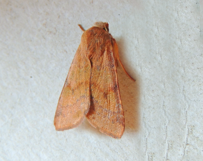 Agrochola helvola Noctuidae